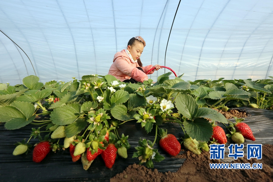 河南武陟:草莓上市迎新年 河南武陟:草莓上市迎新年