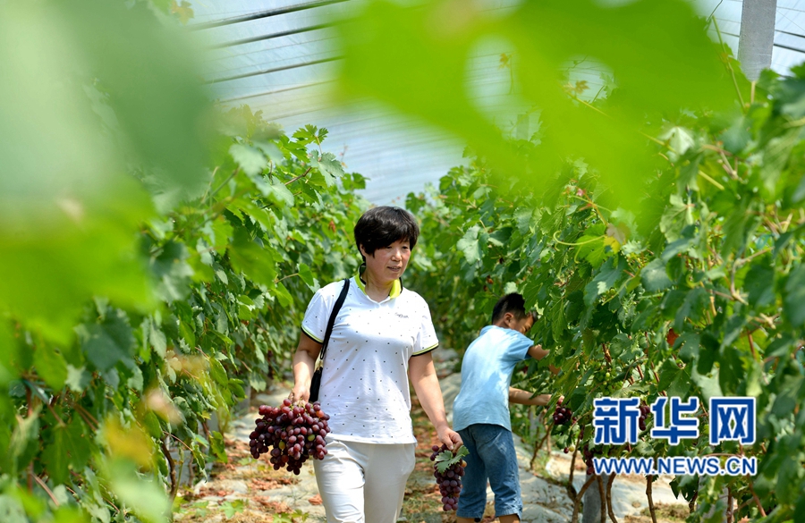 河南夏邑:葡萄熟了,游客樂了 河南夏邑:葡萄熟了,游客樂了