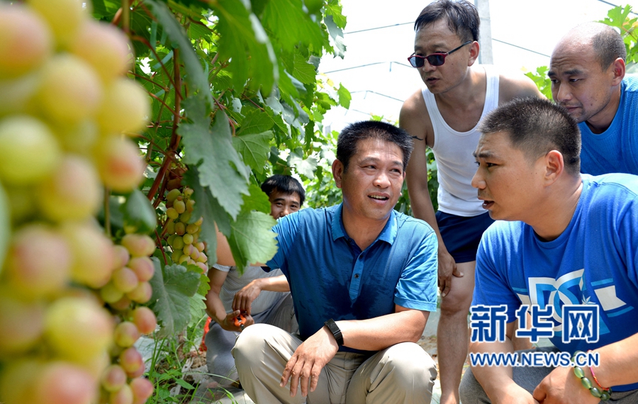 河南夏邑:葡萄熟了,游客樂了 河南夏邑:葡萄熟了,游客樂了