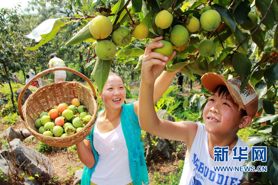 柿子大豐收 游客采摘樂 柿子大豐收 游客采摘樂