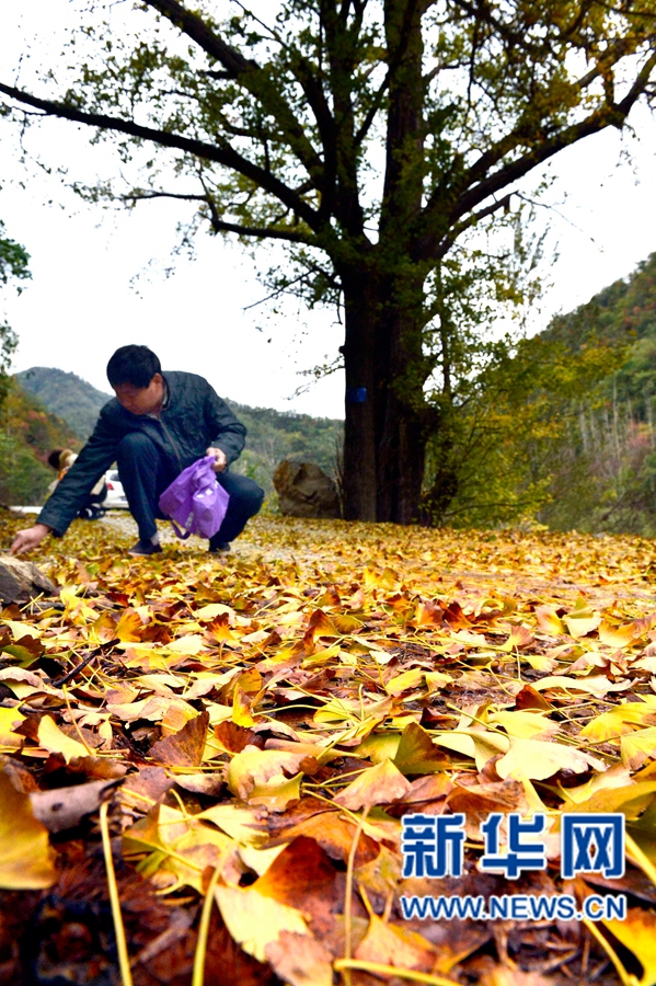 河南嵩縣:千年銀杏樹,葉黃白果熟