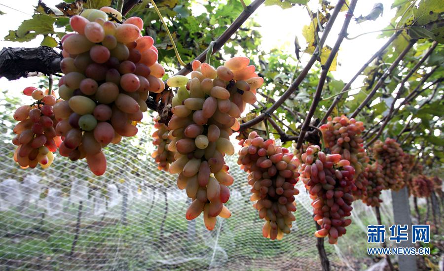 【網(wǎng)絡(luò)媒體走轉(zhuǎn)改】河南禹州:“產(chǎn)業(yè)扶貧”富農(nóng)家 【網(wǎng)絡(luò)媒體走轉(zhuǎn)改】河南禹州:“產(chǎn)業(yè)扶貧”富農(nóng)家