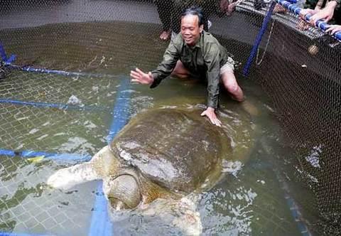 越南340斤“百年老鱉”死亡 舉國震動(圖)