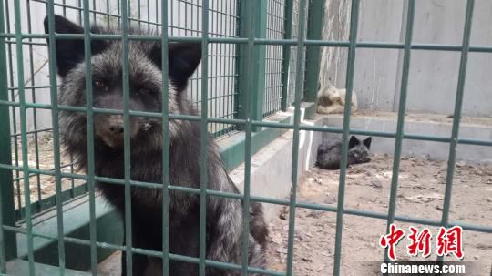 部分獲救的放生動物曾在北京市野生動物救護中心接受康復飼養,目前已被送回原養殖場。圖為在隔離籠舍的狐貍。 吳合琴 攝